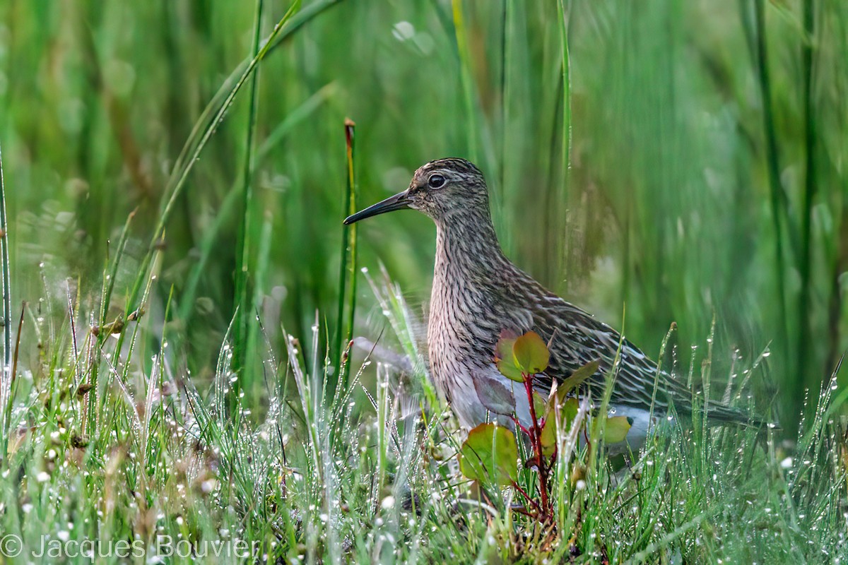 Pectoral Sandpiper - ML482981411