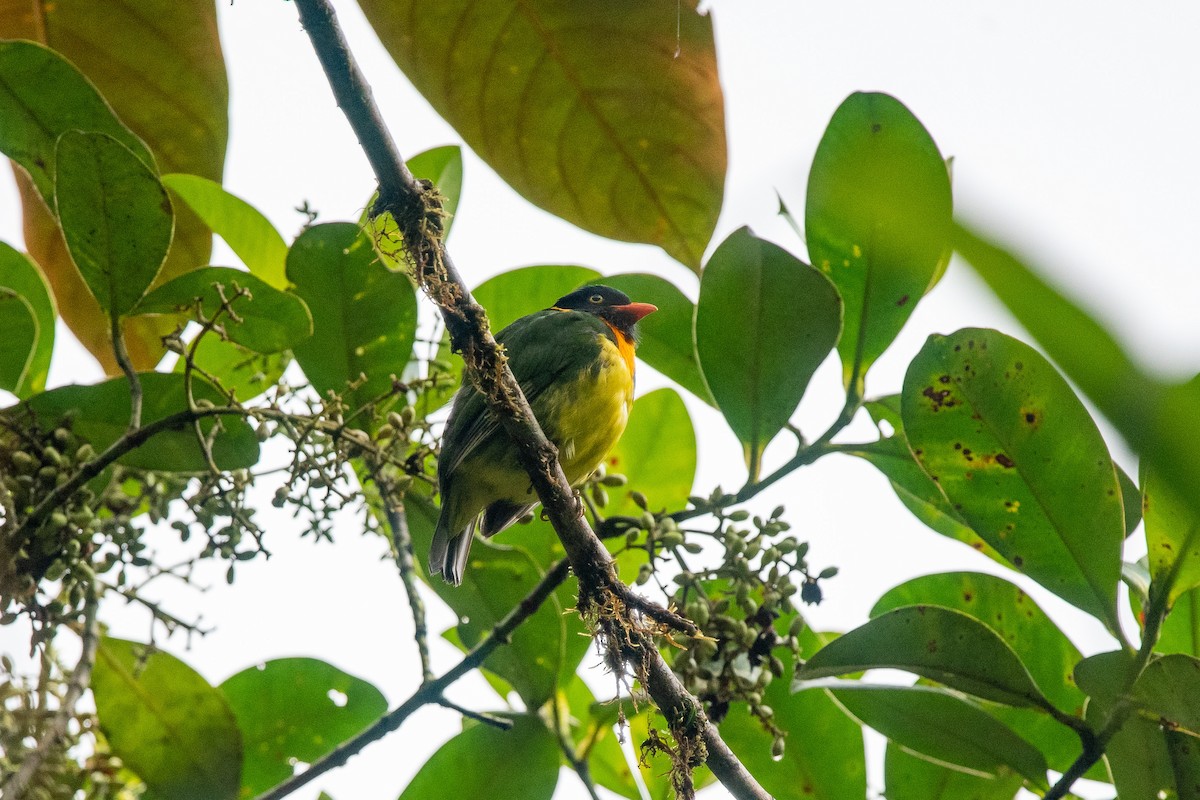 Orange-breasted Fruiteater - ML482981641