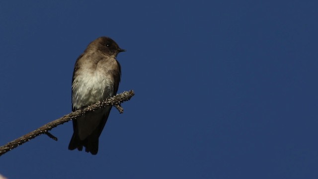 Hirondelle à ailes hérissées (groupe serripennis) - ML482982