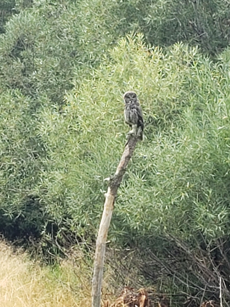 Great Gray Owl - ML482982011