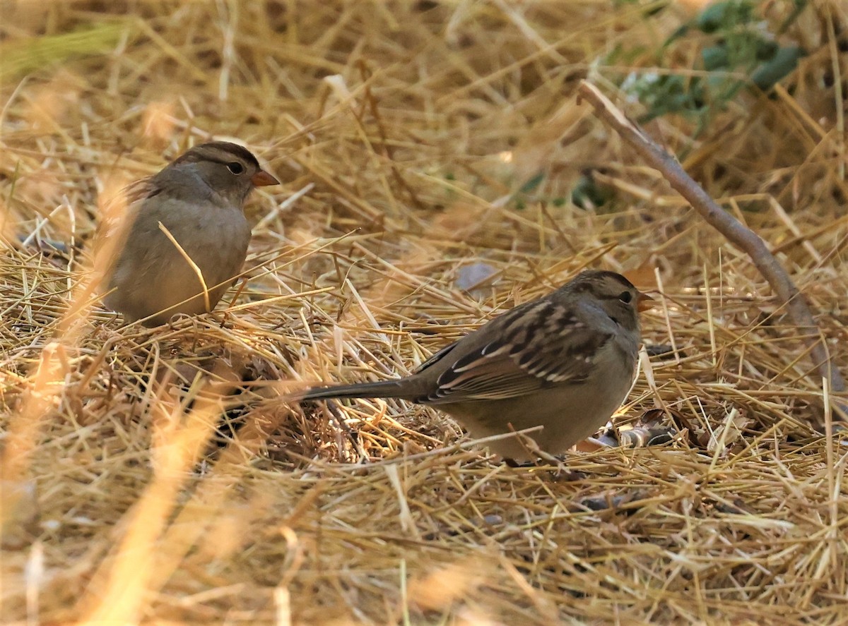 Bruant à couronne blanche - ML482982151