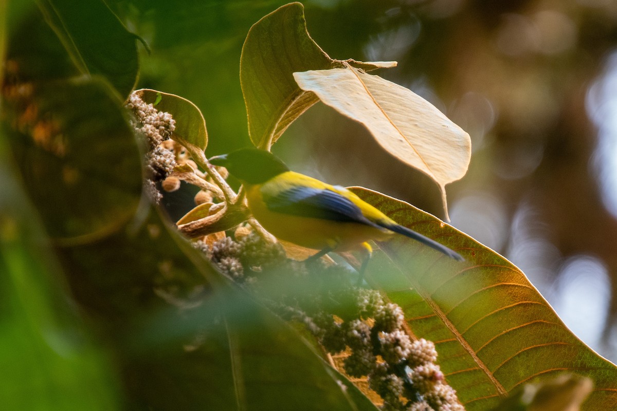 Black-chinned Mountain Tanager - ML482982991