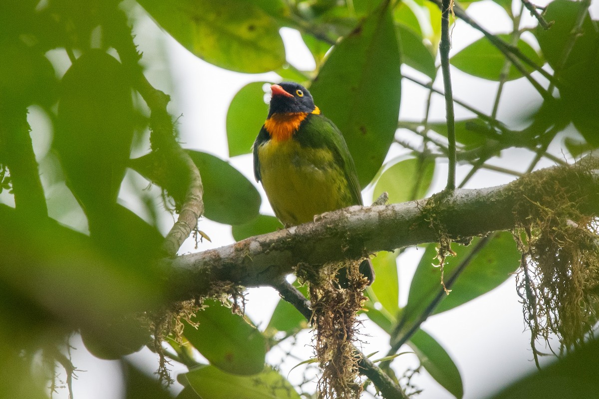Orange-breasted Fruiteater - ML482983581
