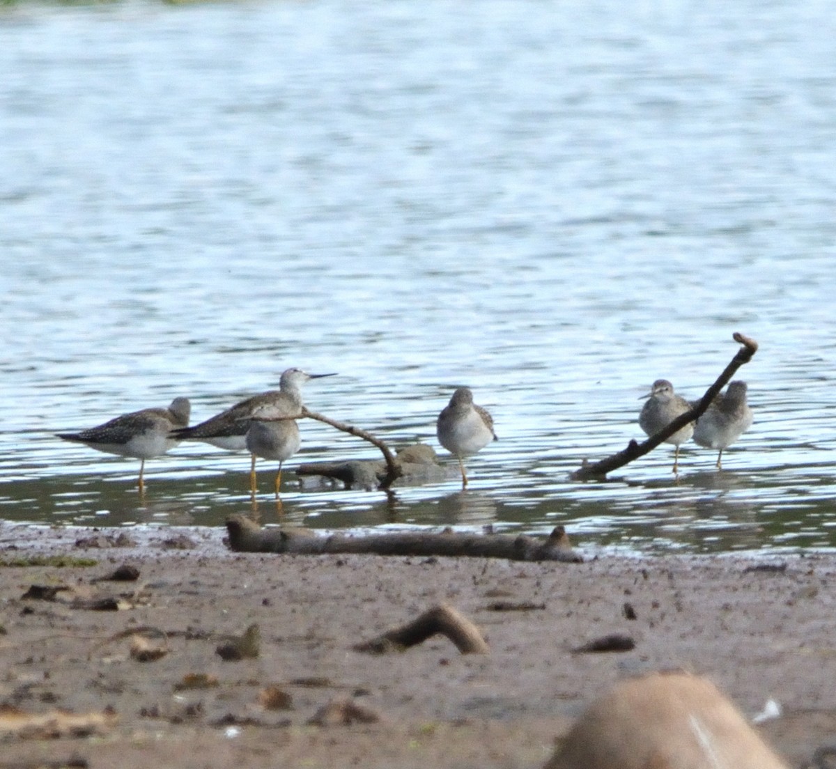 Lesser Yellowlegs - ML482983871