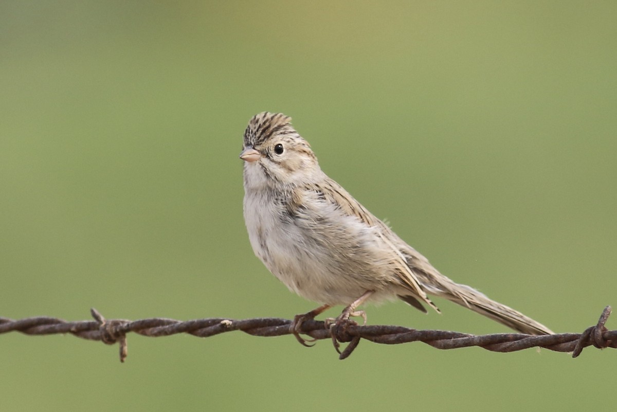 Brewer's Sparrow - ML482984271