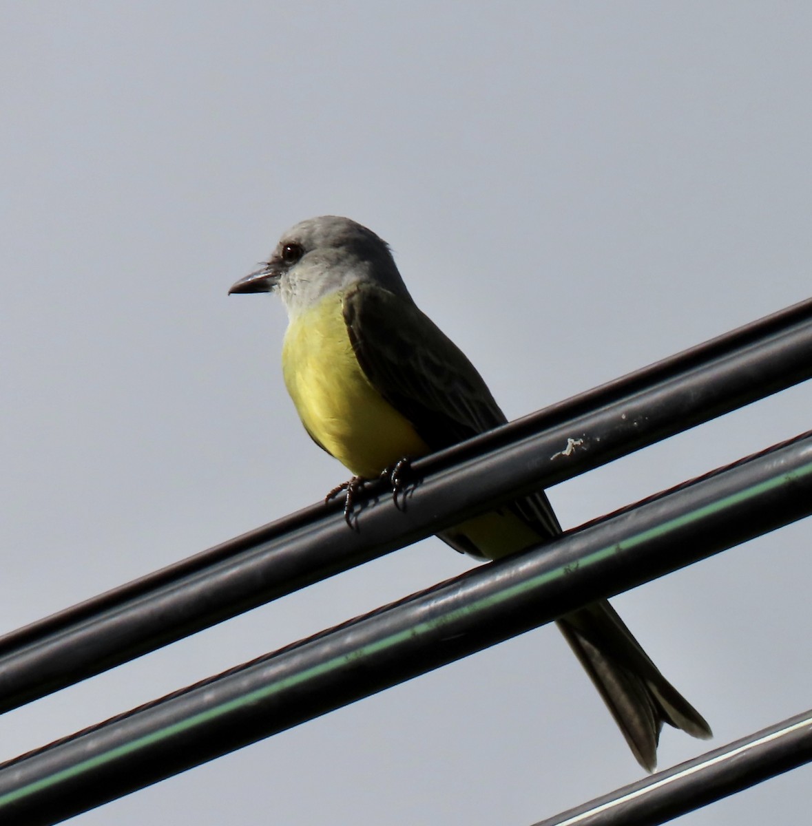 Tropical Kingbird - Karen Rubinstein