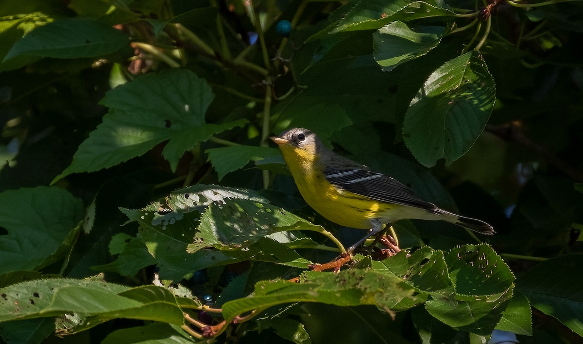 Magnolia Warbler - ML482985201