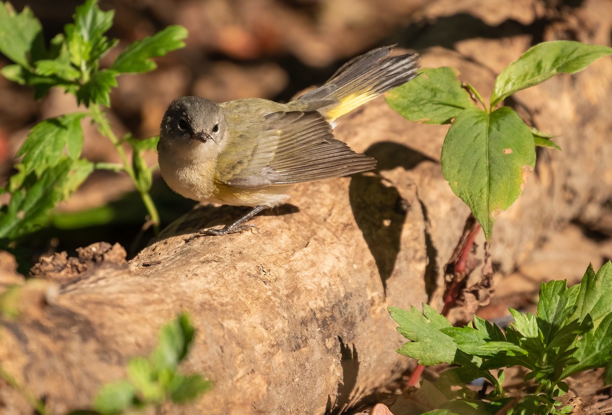 American Redstart - ML482985481