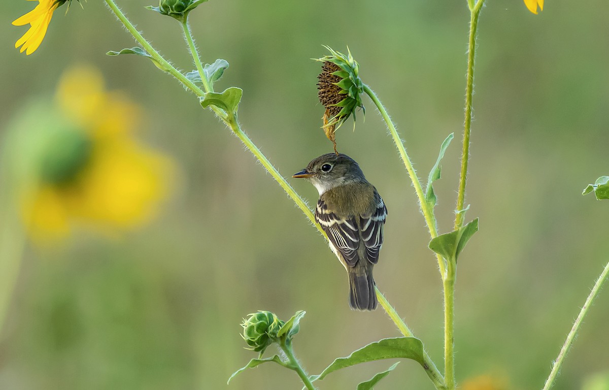 Least Flycatcher - ML482985651