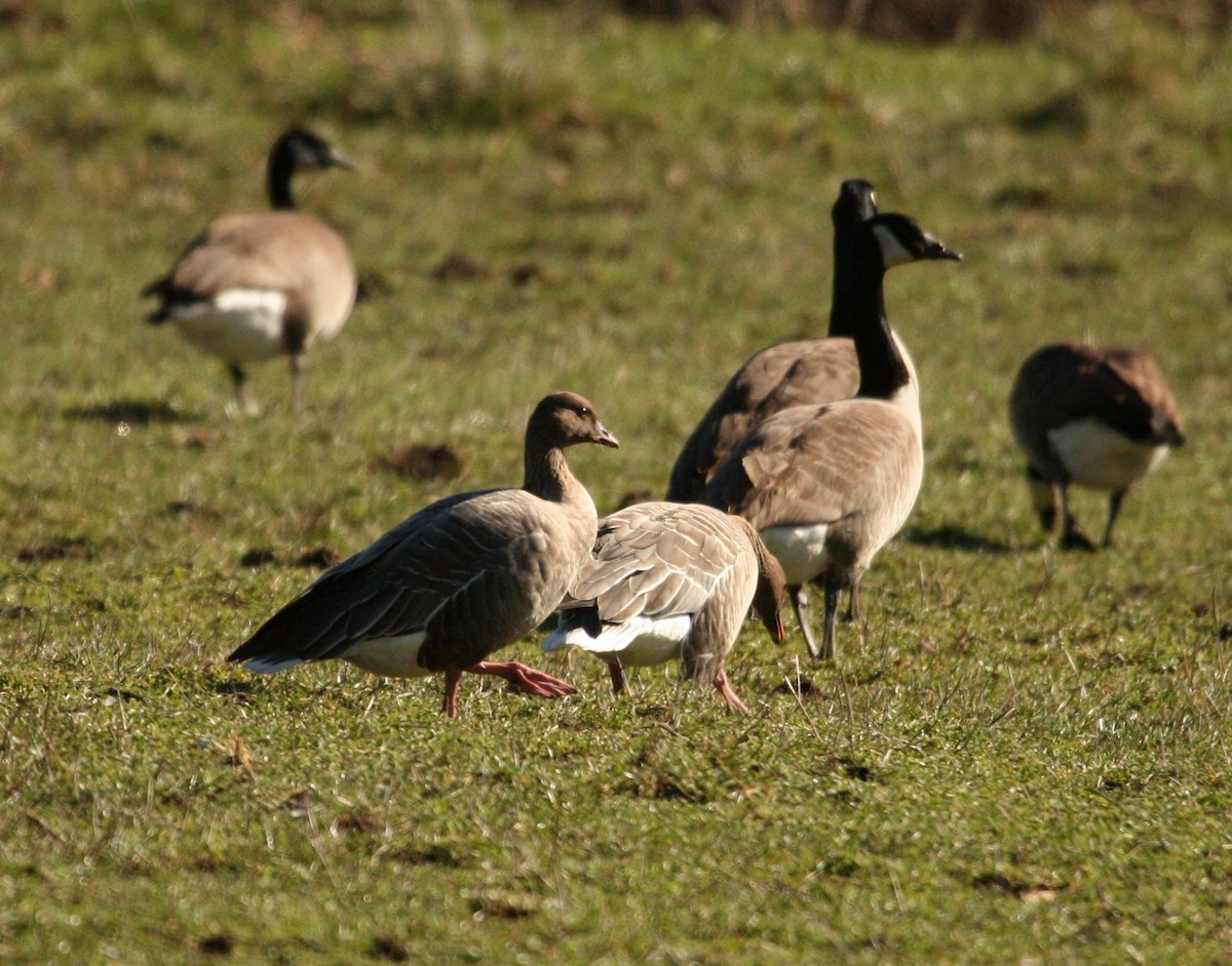 Pink-footed Goose - ML48298581