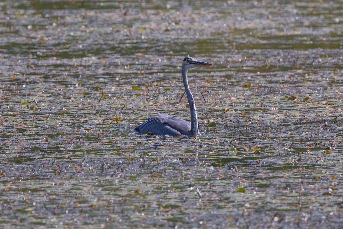 Great Blue Heron - ML482986551