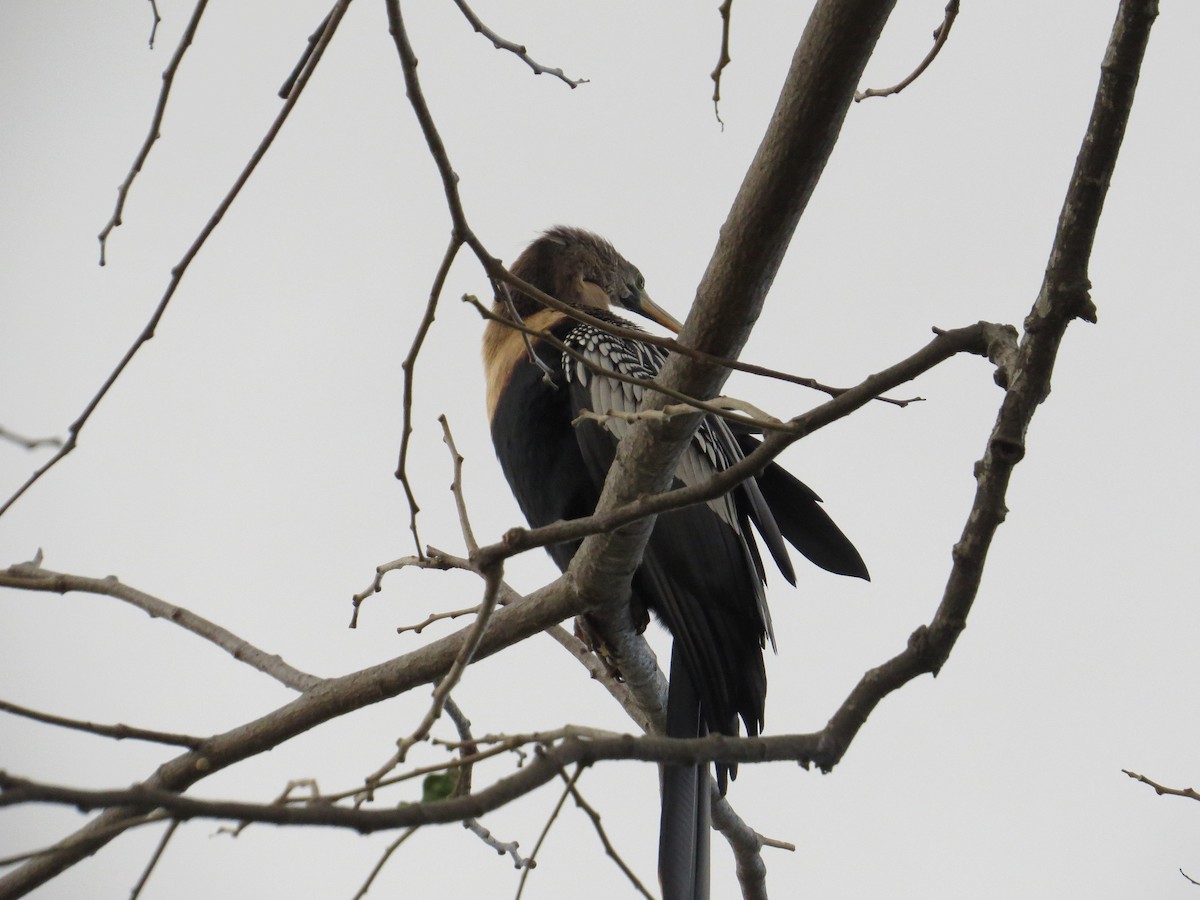 Anhinga - Róger Rodríguez Bravo