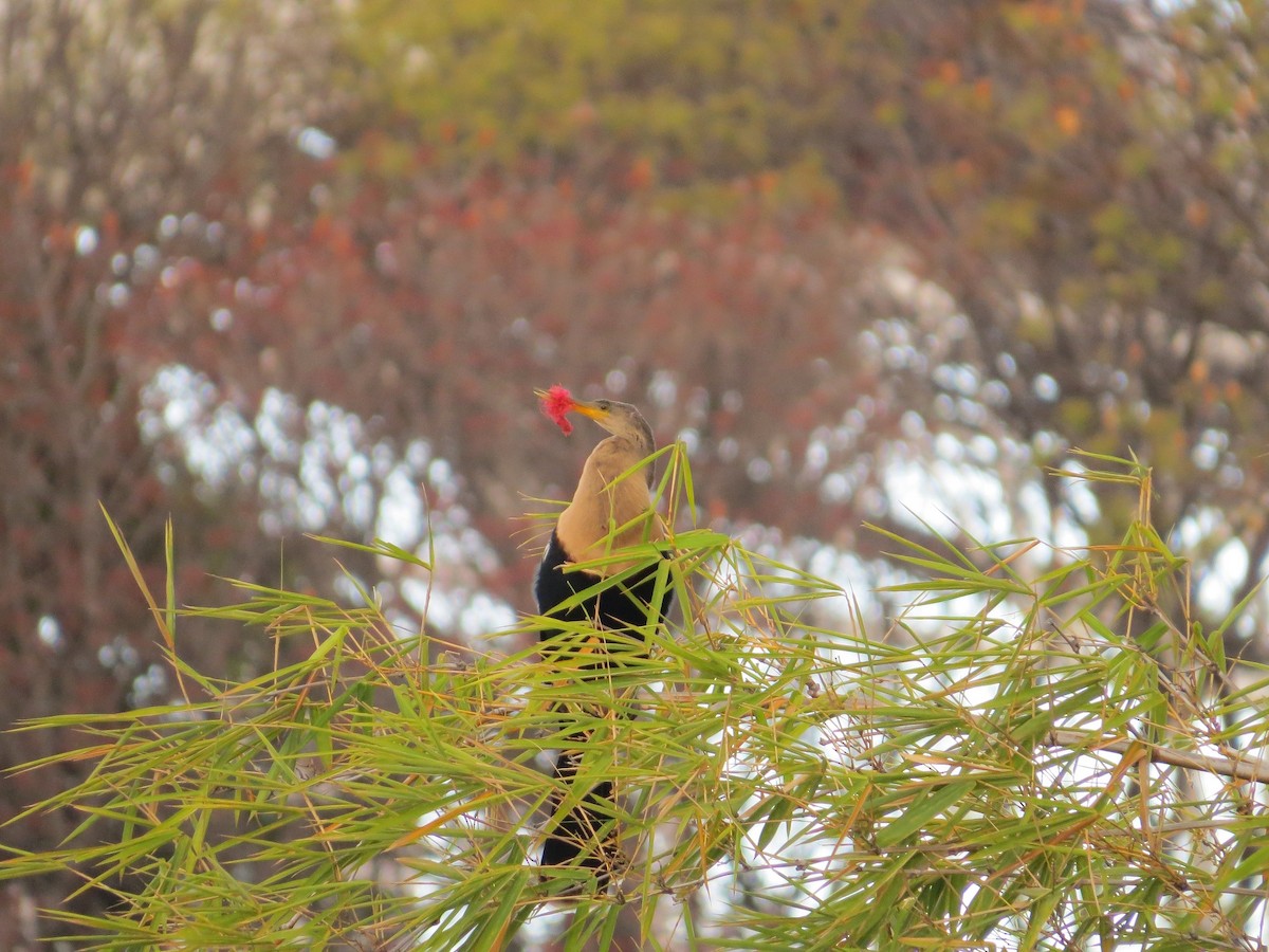 anhinga americká - ML48298721