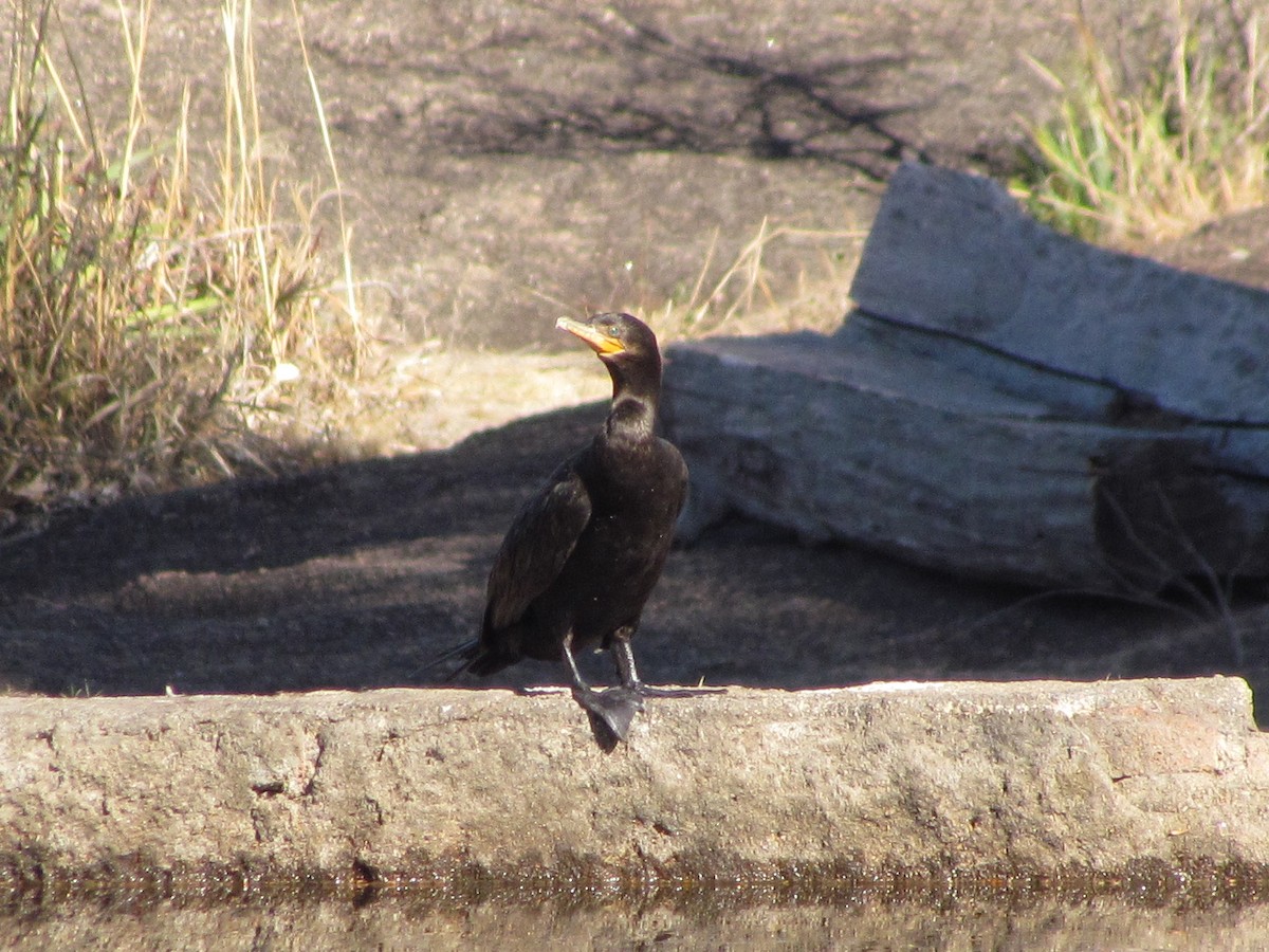 Neotropic Cormorant - ML482987361