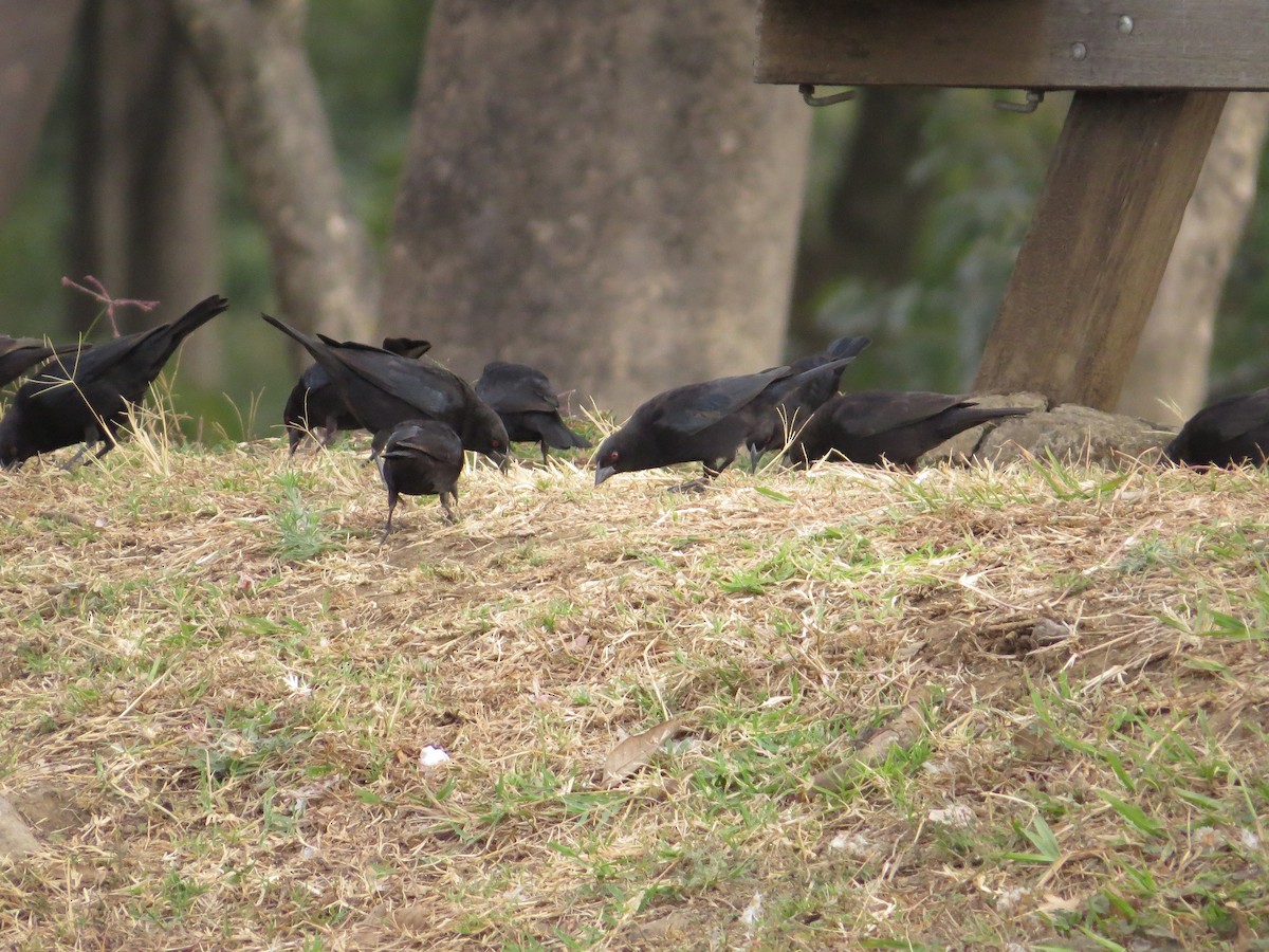 Bronzed Cowbird - ML48298771