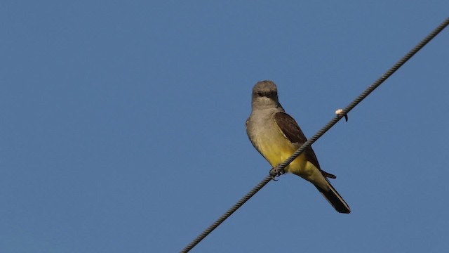 Western Kingbird - ML482989