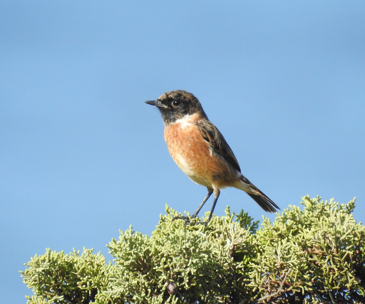 European Stonechat - ML482989121