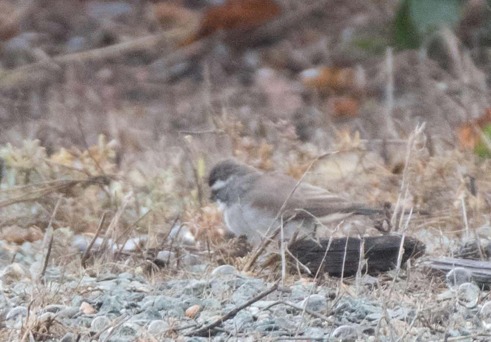 Black-throated Sparrow - ML482990071