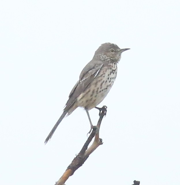 Sage Thrasher - ML482992681