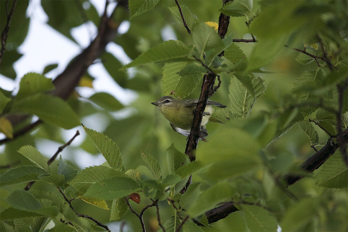 Philadelphia Vireo - ML482992701