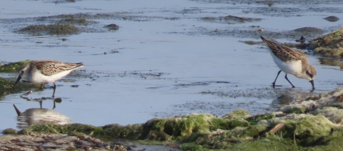 Western Sandpiper - ML482992851