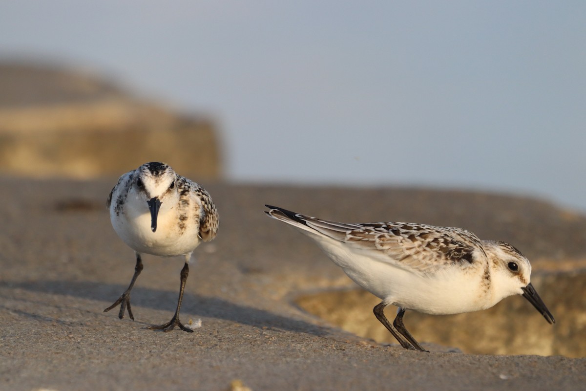 Sanderling - ML482993571