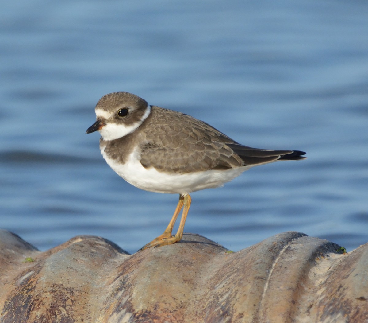 Semipalmated Plover - ML482994121