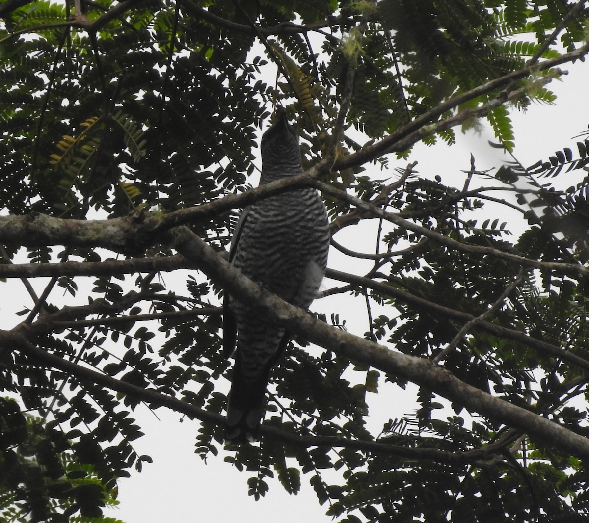 Pale-shouldered Cicadabird - ML482995331