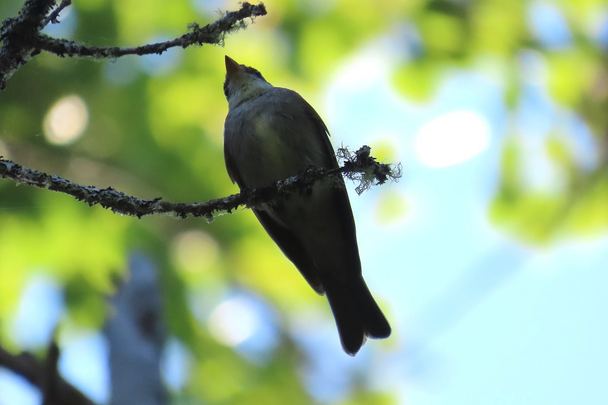 Eastern Wood-Pewee - ML482997811