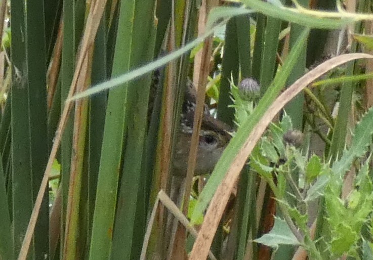 Marsh Wren - Paul Lender