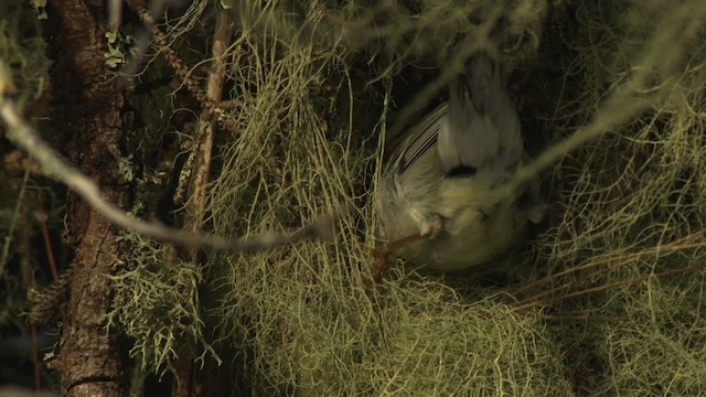 Northern Parula - ML482999