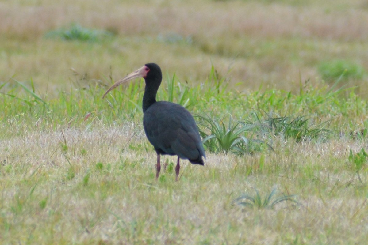 ibis tmavý - ML483000901