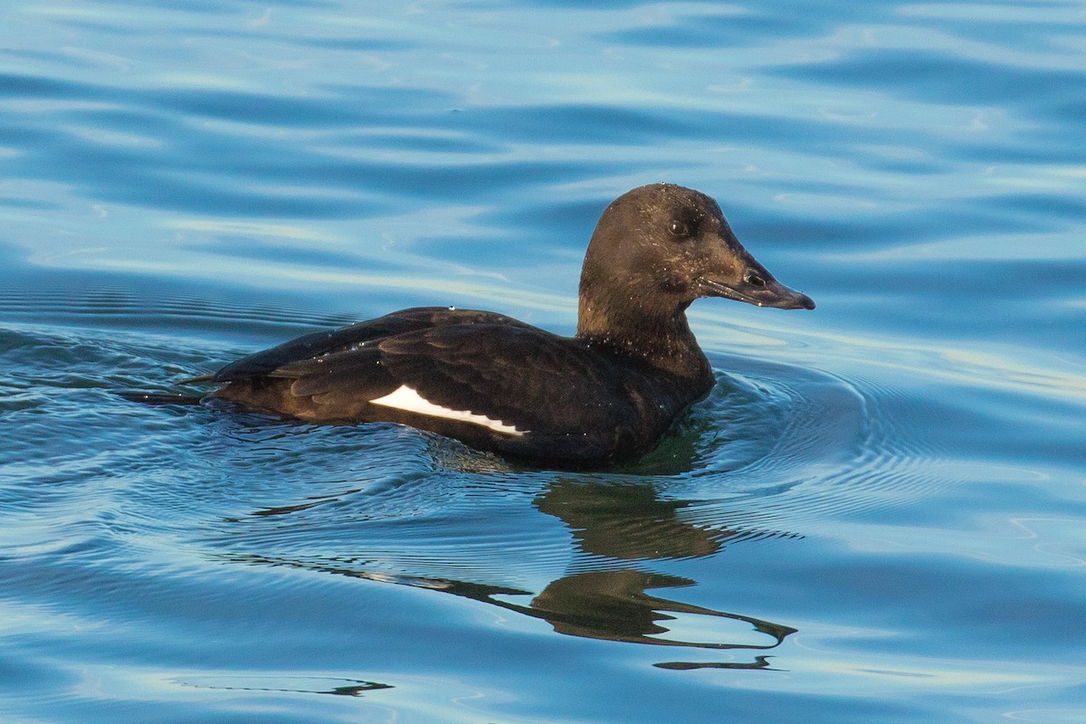 White-winged Scoter - John Reynolds