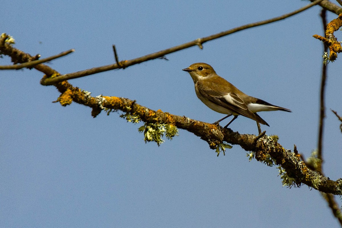 European Pied Flycatcher - ML483002801