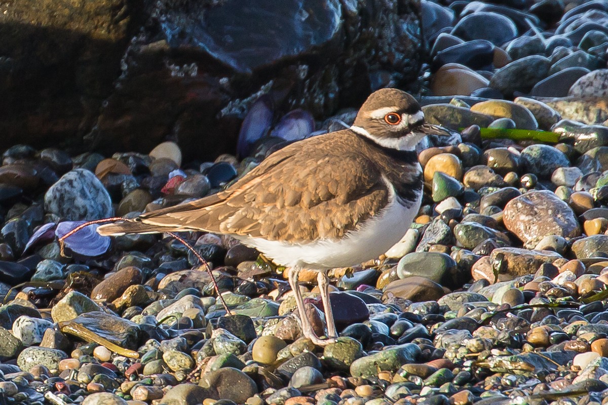 Killdeer - ML48300301