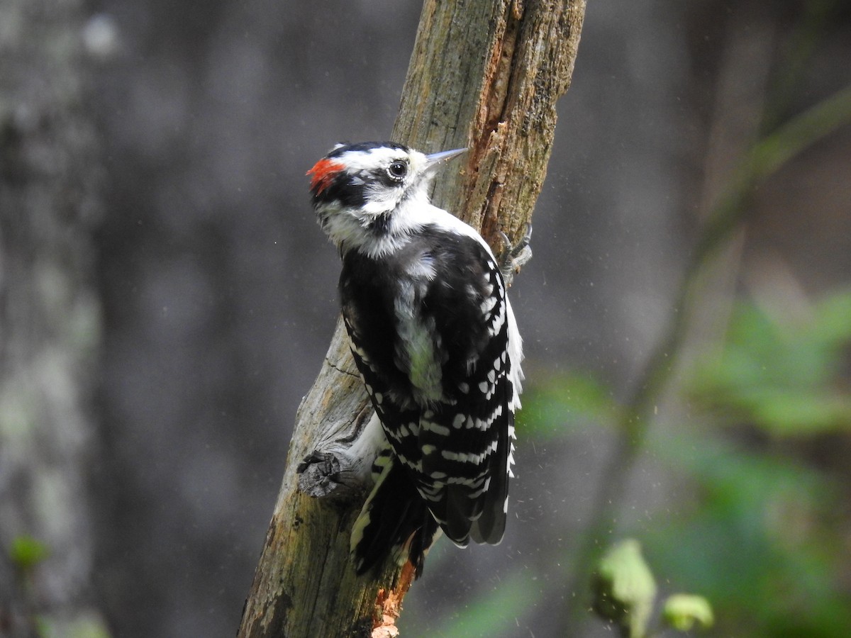 Downy Woodpecker - ML483003751