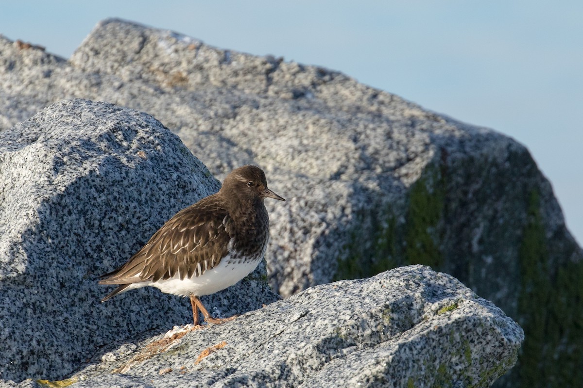 Black Turnstone - ML48300381