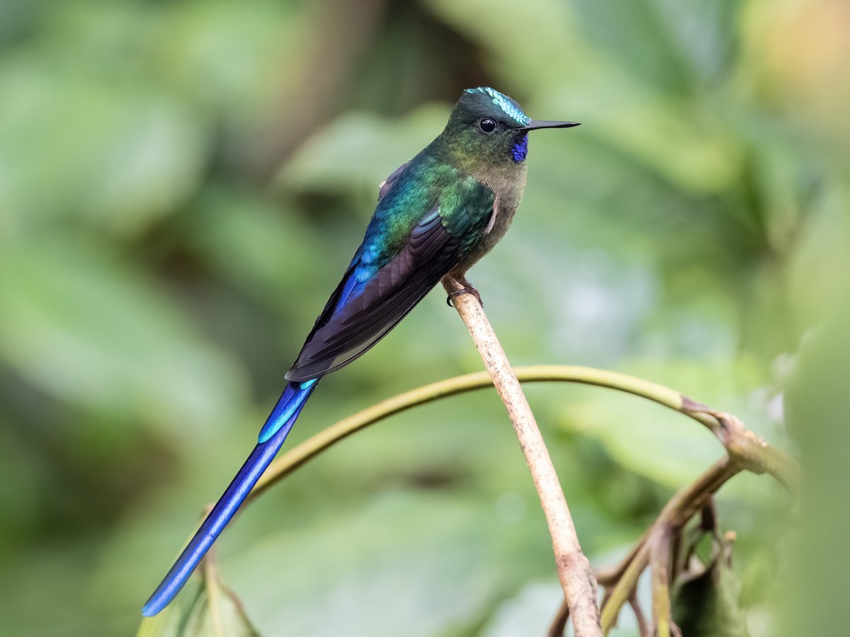 Violet-tailed Sylph - Sara Stokes