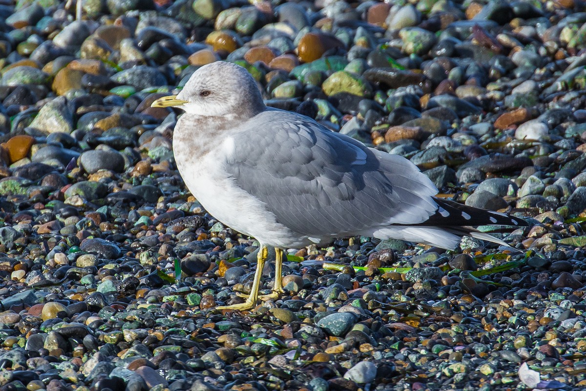 Short-billed Gull - ML48300421