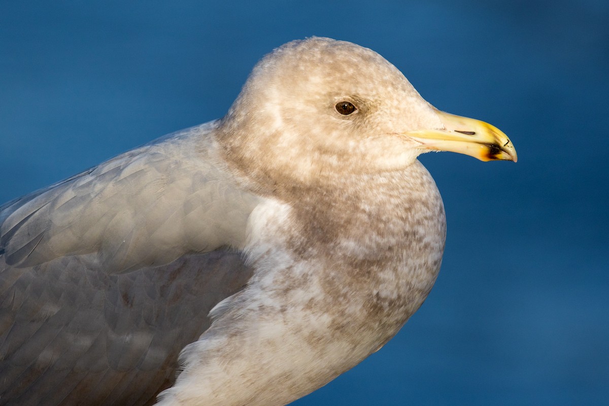 Glaucous-winged Gull - ML48300491