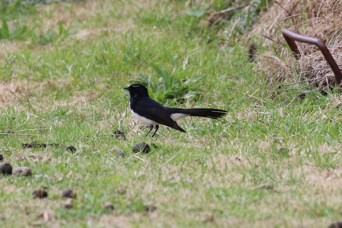 Willie-wagtail - ML483005711