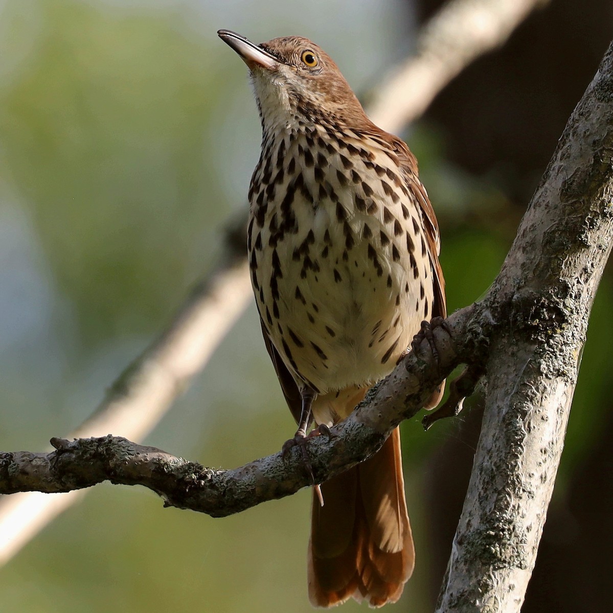 Brown Thrasher - ML483005931