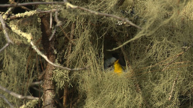 Northern Parula - ML483006