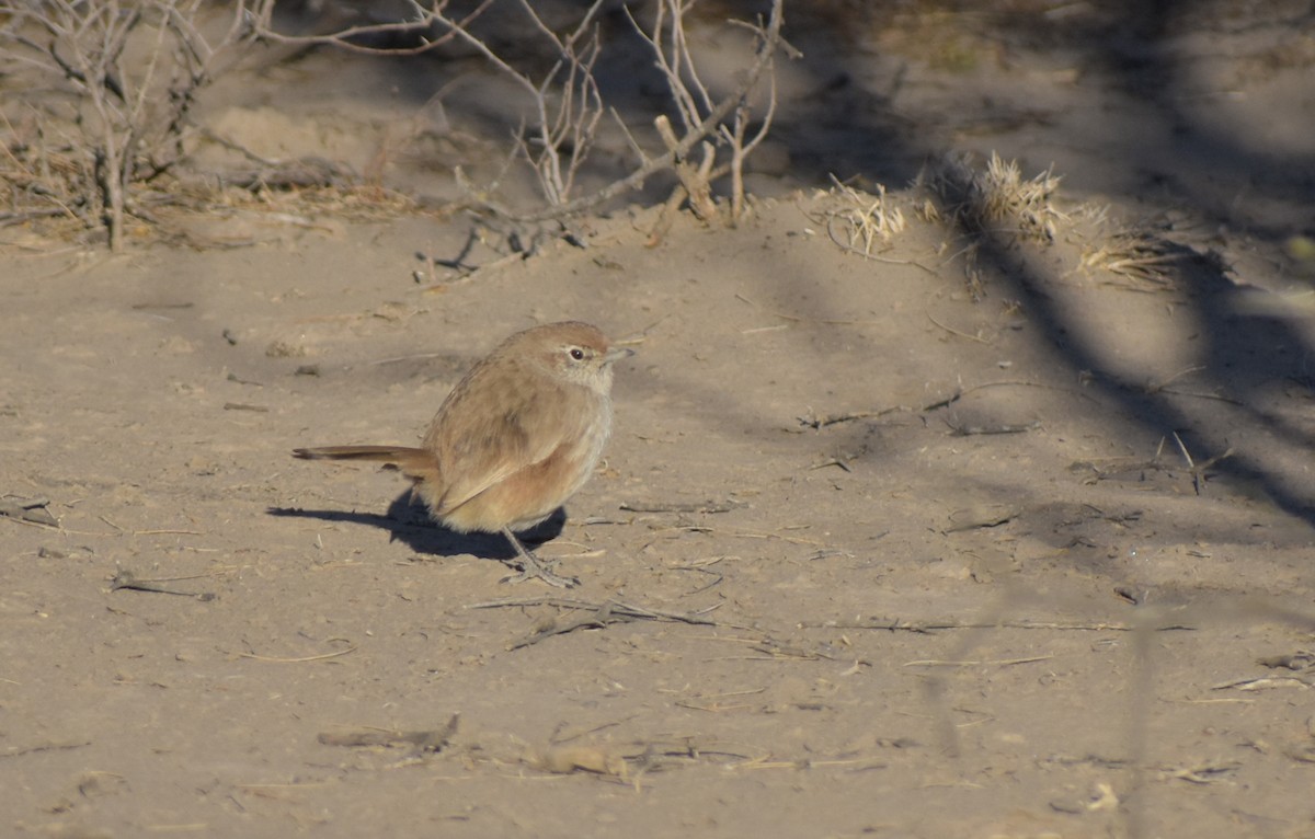 Fahltapaculo - ML483006331