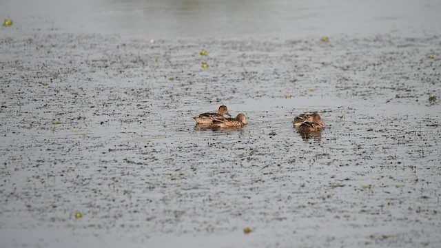 Blue-winged Teal - ML483006351