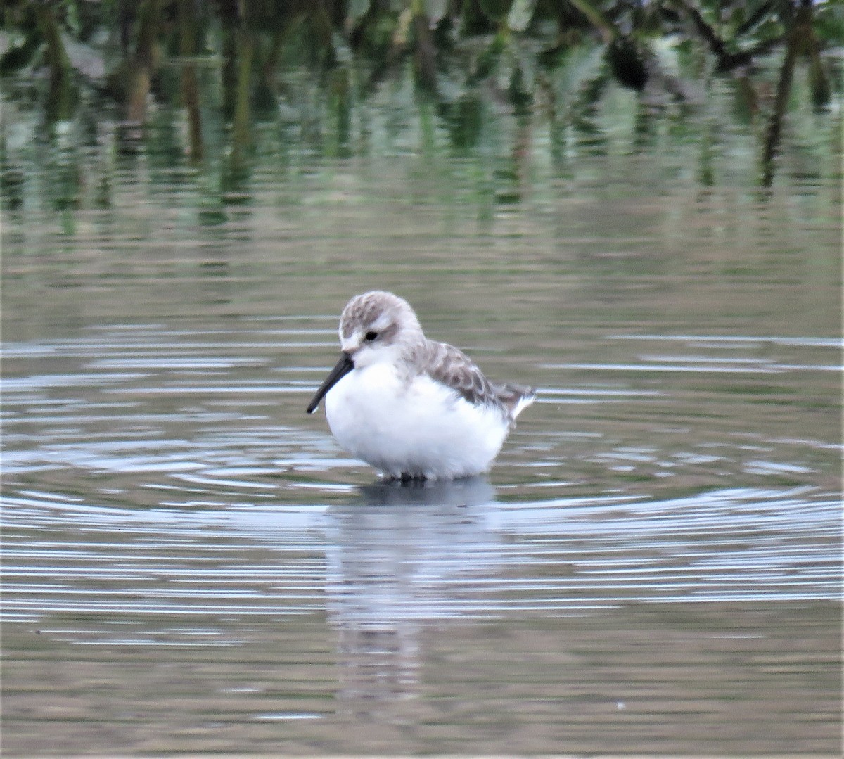 Western Sandpiper - ML483009341