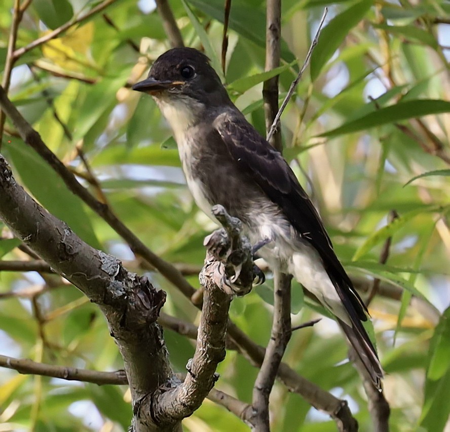 Olive-sided Flycatcher - Steven Pitt