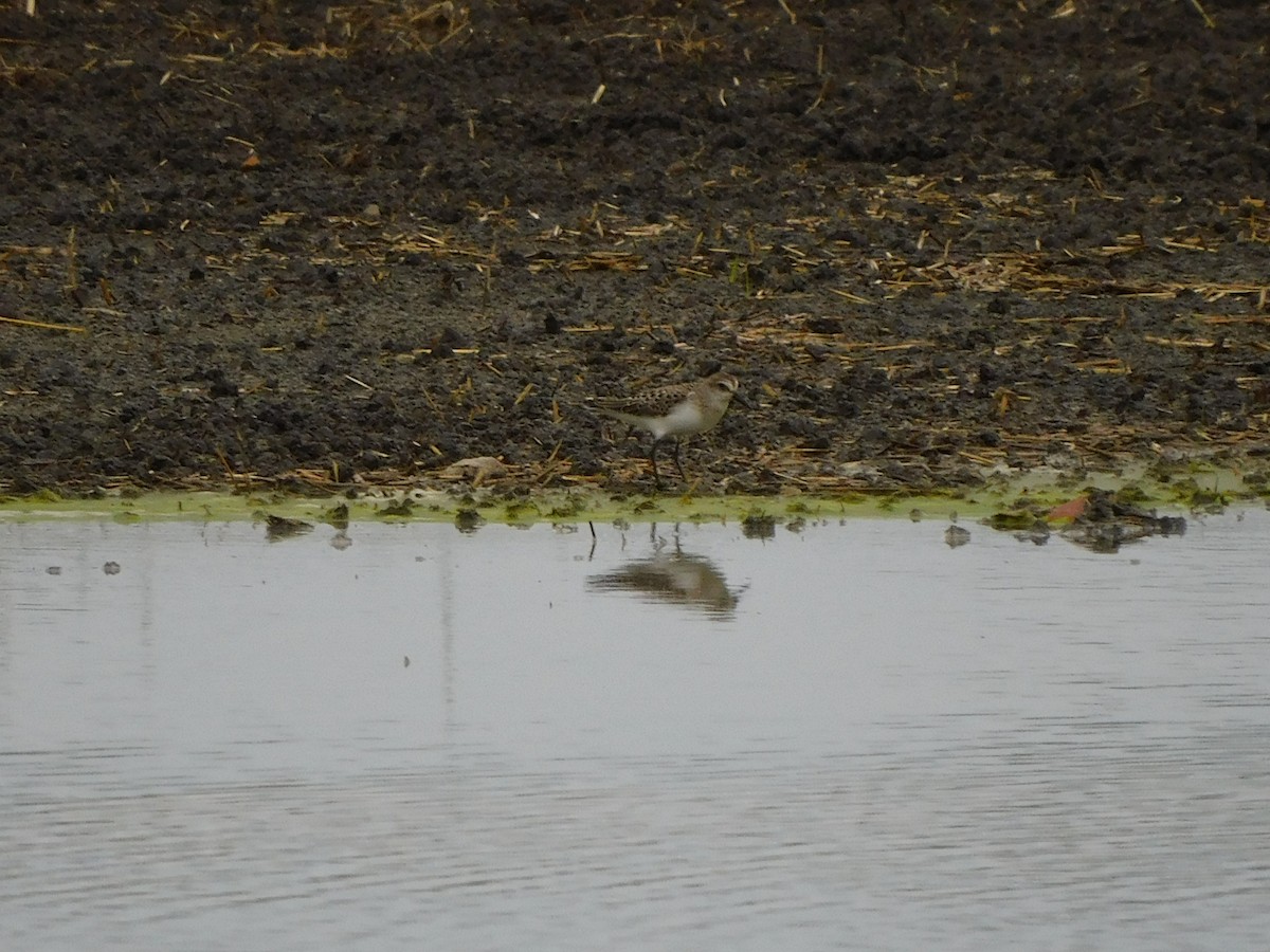 Semipalmated Sandpiper - ML483011151