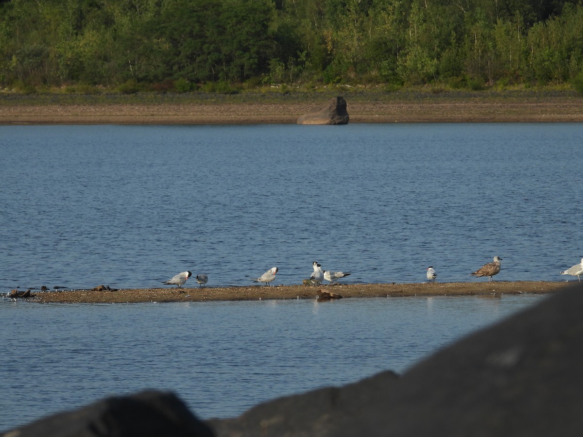 Caspian Tern - ML483012021