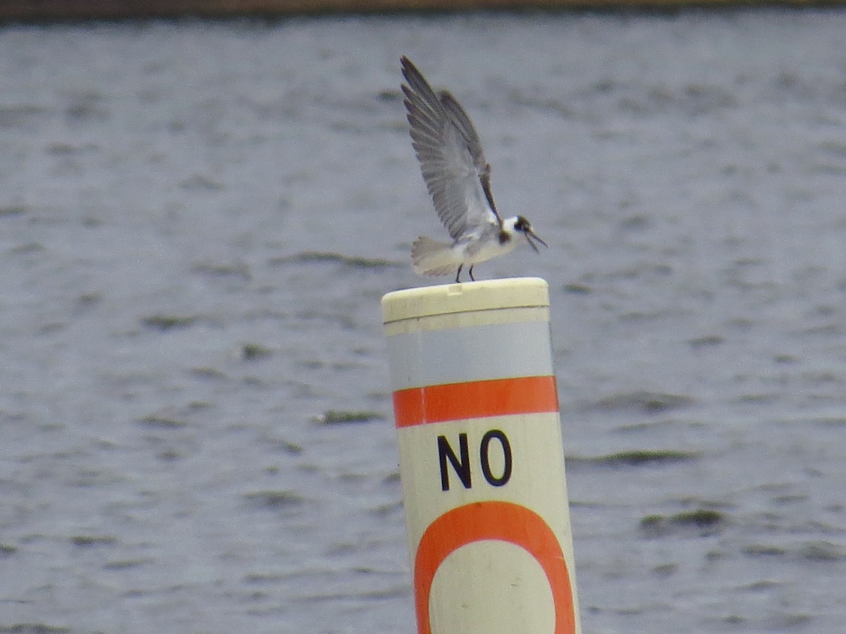 Black Tern - ML483012641